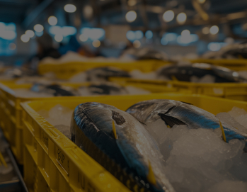 Свежий тунец на льду в желтых пластиковых контейнерах на рыбном рынке.